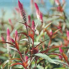 Pin On 2013 Cut Flower Garden For Farmers Market Sales