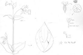Dessin d'une plante complexe sur un fond noir. Croquez Une Plante A Fleurs Un Angiosperme Voyons