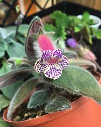 Image result for Kohleria
