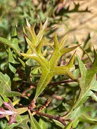 Image result for Grona ramosissima