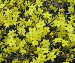 Image Result For Garden Plants For Winter Striking Plants For Winter Color Cabbages And Kales Ornamental Kale Fragrant Flowers Winter Jasmine Winter Garden