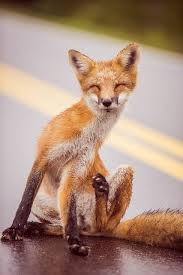 Prince Edward Island New Brunswick Canada Explorecanada Animals Beautiful Animals Cute Animals