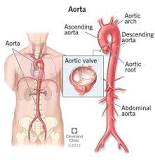 Aorta: Anatomy and Function
