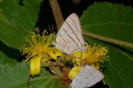 Image result for Grewia forbesii