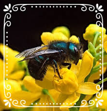 Attracting mason bees with daisies proves to be a simplistic task for even the novice gardener, as these flowers grow adequately during spring in temperate climates. About Mason Bees Fat Dog Farms