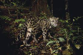 However, they are neither a true great cat nor a true small cat, because they cannot roar or purr. The Plan To Reintroduce A Big Cat That Might Never Have Existed New Scientist