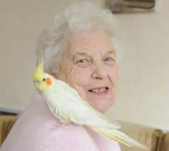 Pet cockatiel costs us £4,000... in one fell swoop