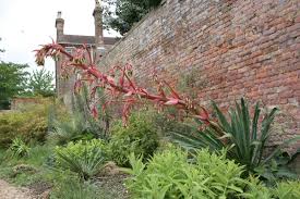 Image result for Beschorneria yuccoides