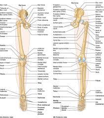 The standard position in which the body is standing with feet together, arms to the side, and head, eyes, and palms facing forward. Lower Limb Basicmedical Key