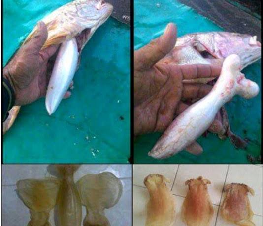 Gelembung renang, organ kunci pengatur daya apung ikan, AI generated
