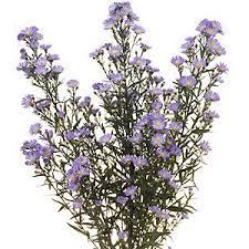 Aster Flowers Lavender Aster Flower Lavender Petals Flower Care