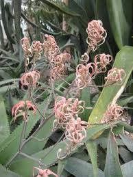 Image result for Aloe welwitschii