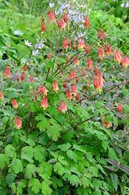 Maybe you would like to learn more about one of these? Wild Columbine Kent Conservation District