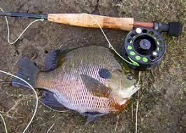 Fly Fishing Lakes San Diego Fly Fishing Equipment Fly Tying Materials