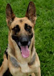 Maybe you would like to learn more about one of these? German Shepherd Belgian Malinois Mix Gshepherds Com Belgian Malinois Mix Malinois Malinois Shepherd