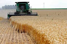 Low flight over wheat plantation. Annual Wheat Production Estimated To Rise 1 2m Tons Tehran Times