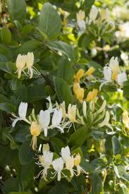 Shadier locations will both reduce the amount of flowering and also stunt the plant's growth somewhat. Hall S Japanese Honeysuckle