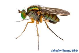 Image result for Dolichopentas