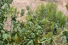 Image result for Ricinus communis