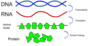 Dna, proteins, and mutations below are two partial sequences of dna bases (shown for only one strand of dna) sequence 1 is from a human and sequence 2 is from a cow. Investigation Dna Proteins And Mutations