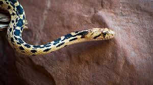 Snake bites (elsevier insights) by scott a weinstein. Snakes Of Colorado Museum Of Natural History University Of Colorado Boulder