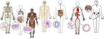 You already know that animal cells consist of a cell membrane, nucleus and a fluid cytoplasm. Anatomy Human Body Tests