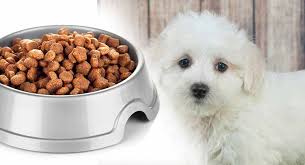 feeding a maltipoo puppy routines schedules and amounts