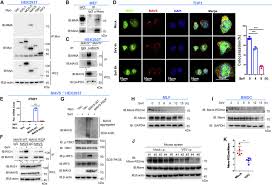 19 records in 3 cities for jie mei in new york. Arginine Monomethylation By Prmt7 Controls Mavs Mediated Antiviral Innate Immunity Sciencedirect
