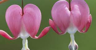 Hmm To Pin This To The Garden Or Heart Board It Belongs In Both Places Bleeding Heart Flower Unusual Flowers Bleeding Hearts