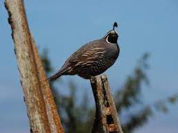 How To Raise Backyard Quail How To Feed Breed And Care For Quail Breeds Bird Quail