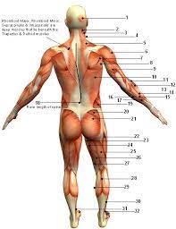 Each of your muscles is made up of thousands of thin, long, cylindrical cells called muscle fibers. Muscular System Diagram Posterior Back View Sport Fitness Advisor
