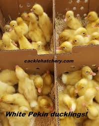 Buy pekin ducks and ducklings online from metzer farms â€ we have live pekin ducks and baby ducks for sale online. White Pekin Ducks Waterfowl Hatchery Cackle Hatchery