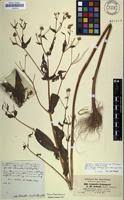 Image result for Guizotia scabra