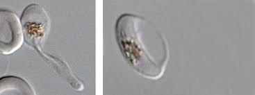 We did not find results for: Viagra To Prevent Transmission Of The Malaria Parasite Institut Pasteur