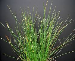 Image result for Cyperus chersinus