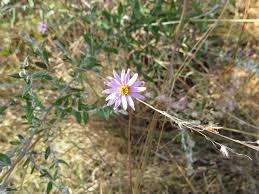 Image result for Athrixia