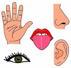 Sense Organs Clipart Clipart Images Gallery For Free