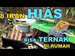 Budidaya ikan air tawar menjadi pilihan beberapa kelompok bisnis karena mampu memberikan pemasukan yang bisa dibilang cukup besar. 8 Jenis Ikan Hias Yang Dapat Di Budidayakan Di Rumah Part 1 Youtube