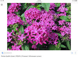 Alyssum clear crystal lavender shades. Pin By Linda Kurcab On Annual Flowers Annual Flowers Violet Plant Wholesale Nursery