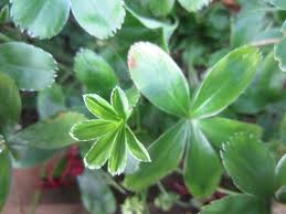 Image result for Alchemilla johnstonii
