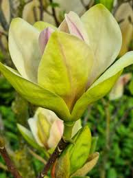 Image result for magnolie sunsation