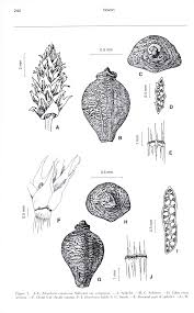 Image result for Lipocarpha atra