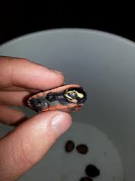 Rehoming our pink belly sideneck turtle with all the following equipment/food: Yycreptiles Yycreptiles Twitter