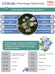 Image result for Plumbago zeylanica