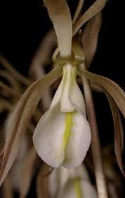 Image result for Nervilia sp.no.4