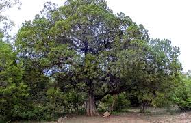 Image result for Juniperus procera