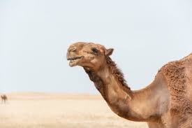 There are two types of camels: 400 Best Camel Photos 100 Free Download Pexels Stock Photos