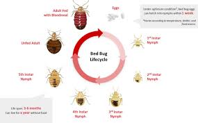 Live bugs or eggs may drop off while moving things educate yourself: Bed Bug Treatment Rentokil Pest Control Malaysia