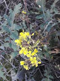 Image result for Erucastrum