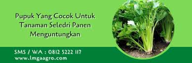 Untuk tanya jawab mengenai poc ini, silahkan teman2 juga menonton video berikut ini ya : Pupuk Yang Cocok Untuk Tanaman Seledri Panen Menguntungkan